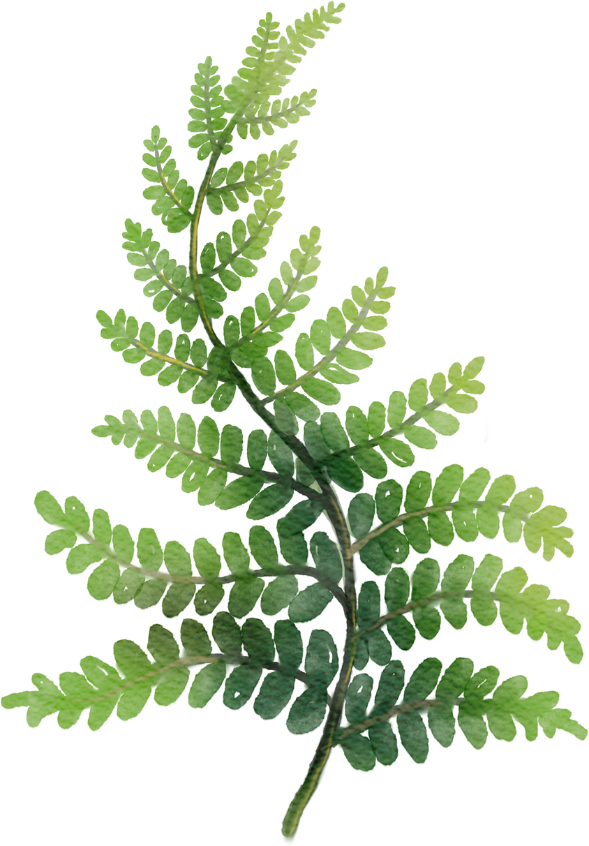 Watercolor green fern leaf illustration